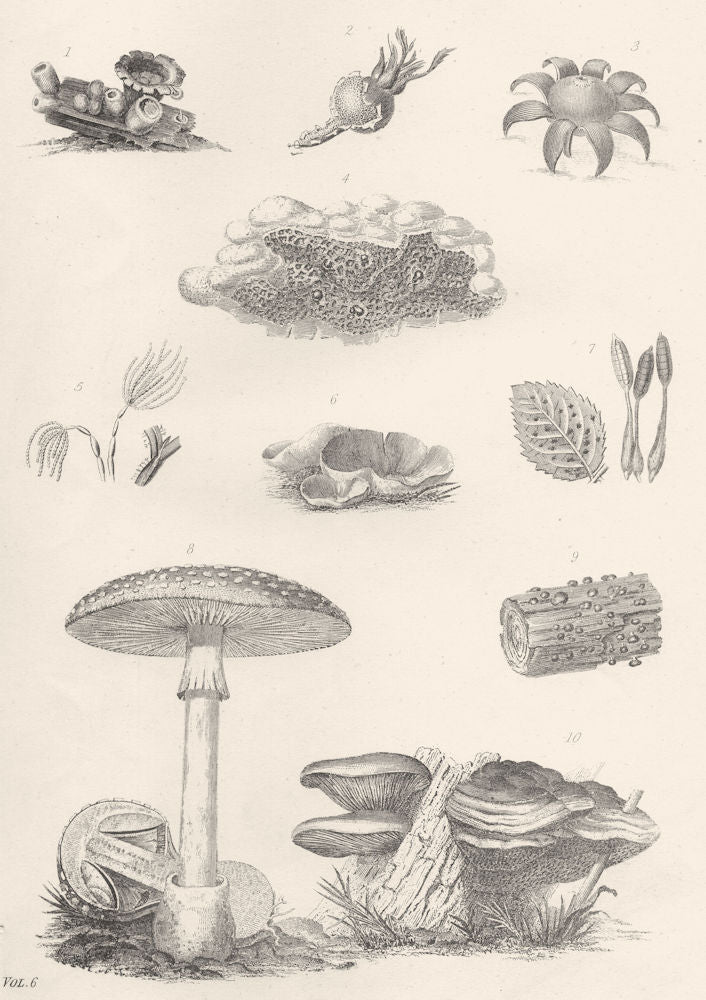PLANTS. Fungi (2)  1880 old antique vintage print picture
